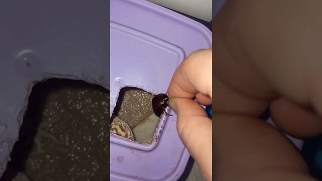 Эублефар Марти кушает молодь мадагаскарских тараканов. смотреть онлайн