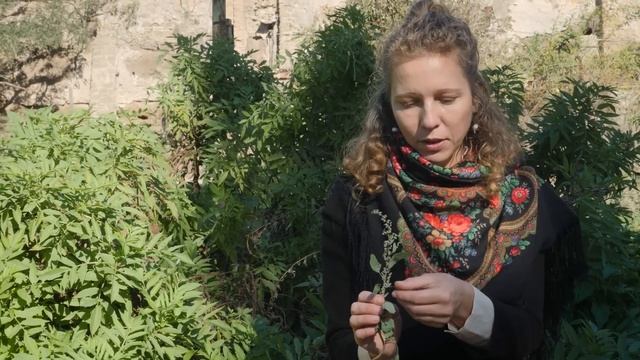 ERBE SPONTANEE a DICEMBRE. Impariamo a riconoscerle ? смотреть онлайн