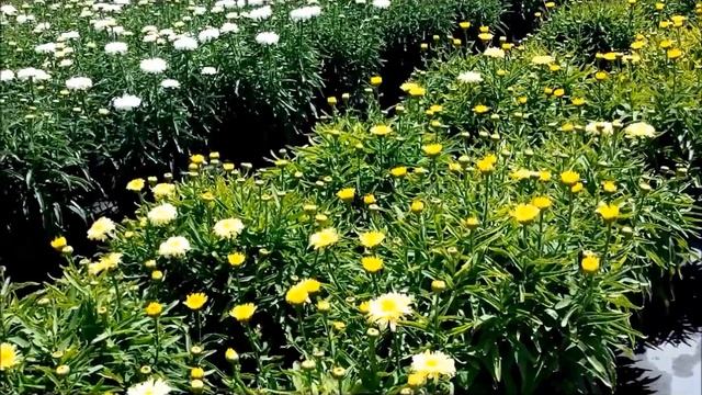 Best Perennials, Leucanthemum 'Goldfinch' (Shasta Daisy) смотреть онлайн