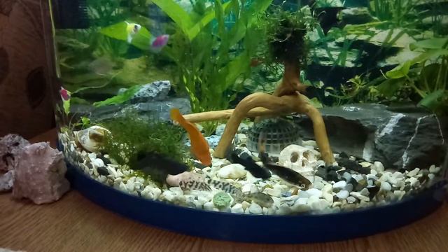 Вот так меченосцы и моллинезии терзают таблетку для анцыструса...