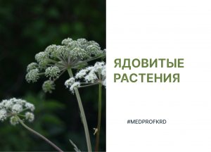 Ядовитые растения