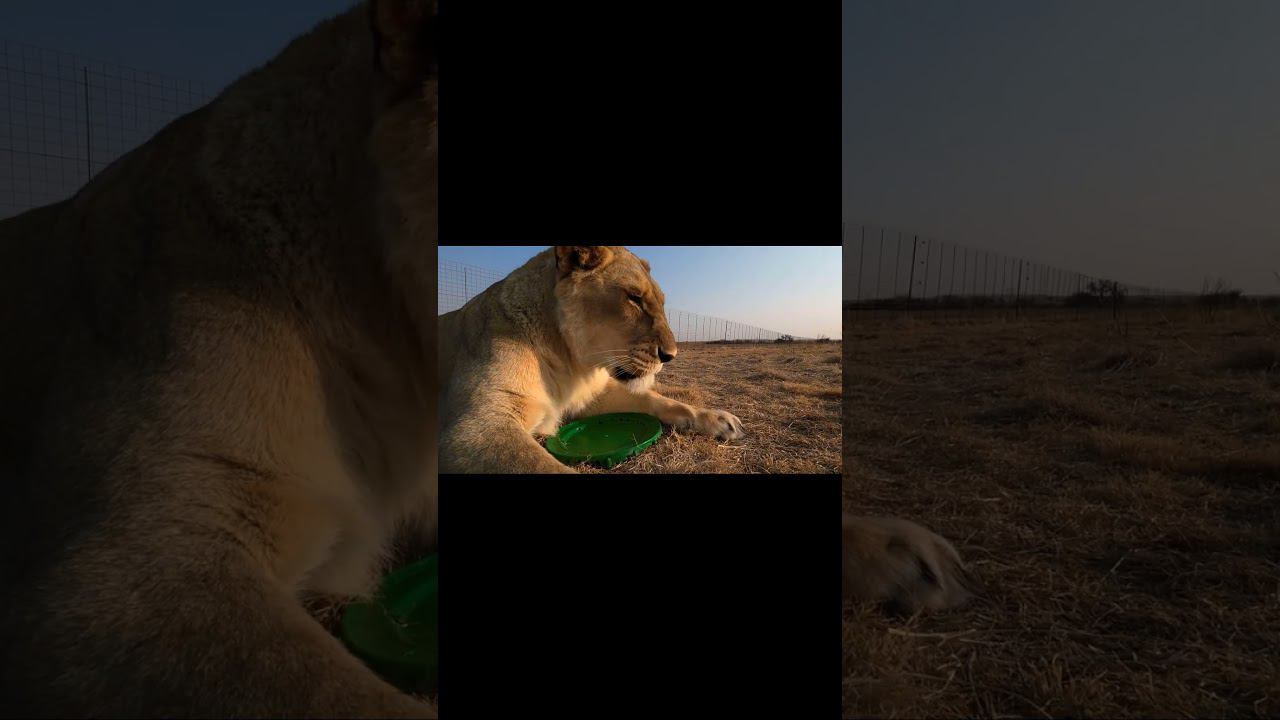 Она обиделась. No touchy-touchy. #lion #animals #bigcat #лев #животные смотреть онлайн