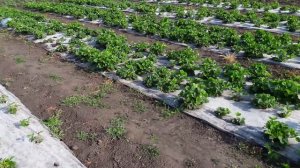 Капельный полив для клубники.