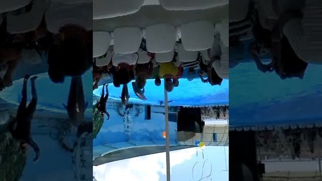 Трюки Дельфинов смотреть онлайн