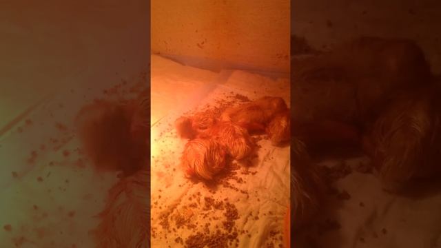 Потомство от уток Стар 53 французская линия смотреть онлайн