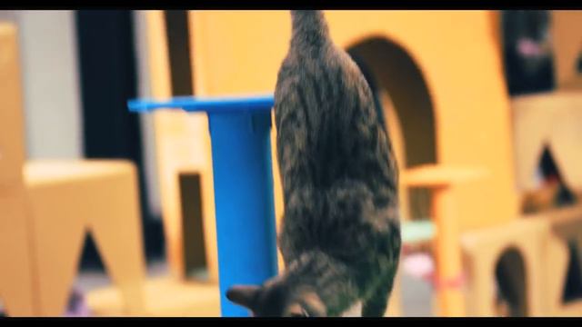 мир глазами кошек - Almo Nature Rus смотреть онлайн