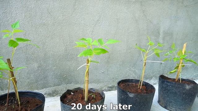 How to Grow Climbing Bean, Green Bean at home смотреть онлайн