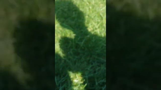 Нашли улитку на детской площадке смотреть онлайн