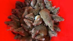 Ловушка для крыс из обычного ведра.