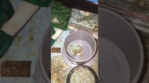 Кормление и выращивание клариевого сома
