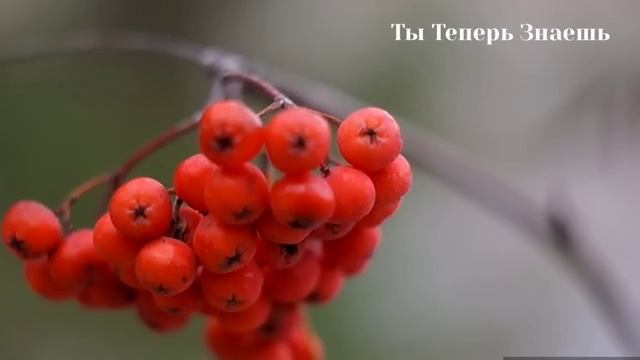 25 Мая Вознесение Господне. Запреты, приметы, суеверия. Народные традиции и обряды. смотреть онлайн