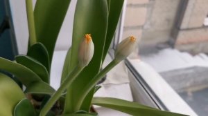 Гемантус. Цветение. // Часть 2.