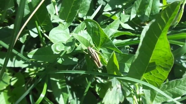 Травянка зелёная поёт смотреть онлайн