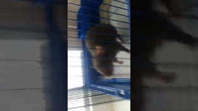 Крыска-ИРИСКА смотреть онлайн