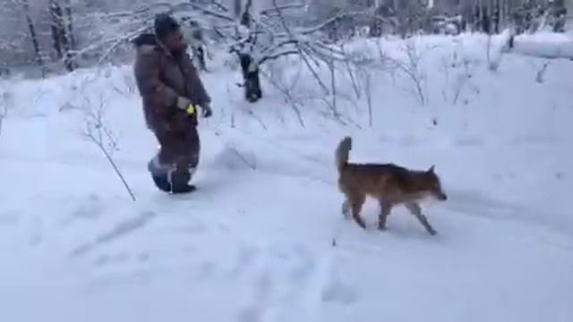 Проезд к лесной избе на буране смотреть онлайн