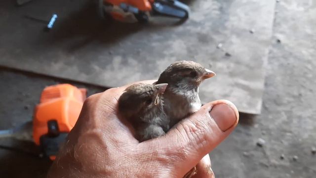 Спасаем птенцов воробья смотреть онлайн