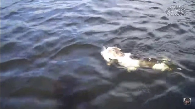 кот переплывает реку смотреть онлайн