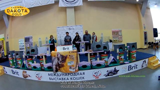 3 Vistavka koshek Kharkov 2018 mart Radmir Main Place Dakota Gold Cat Bengal смотреть онлайн