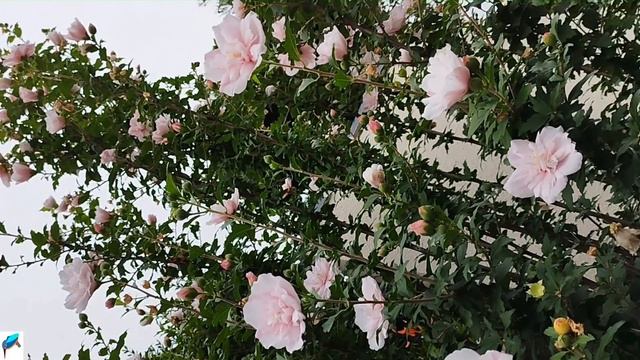 2570#木#ムクゲ#木槿#南大沢4丁目#Tree#Hibiscus syriacus#20230714#縦 смотреть онлайн