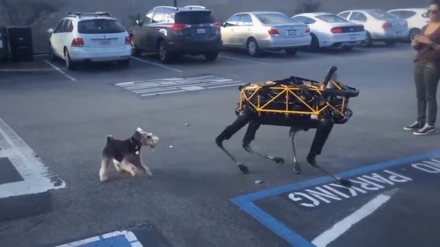 Домашние Животные Будущего