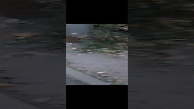 идем из могозина с гномикам смотреть онлайн