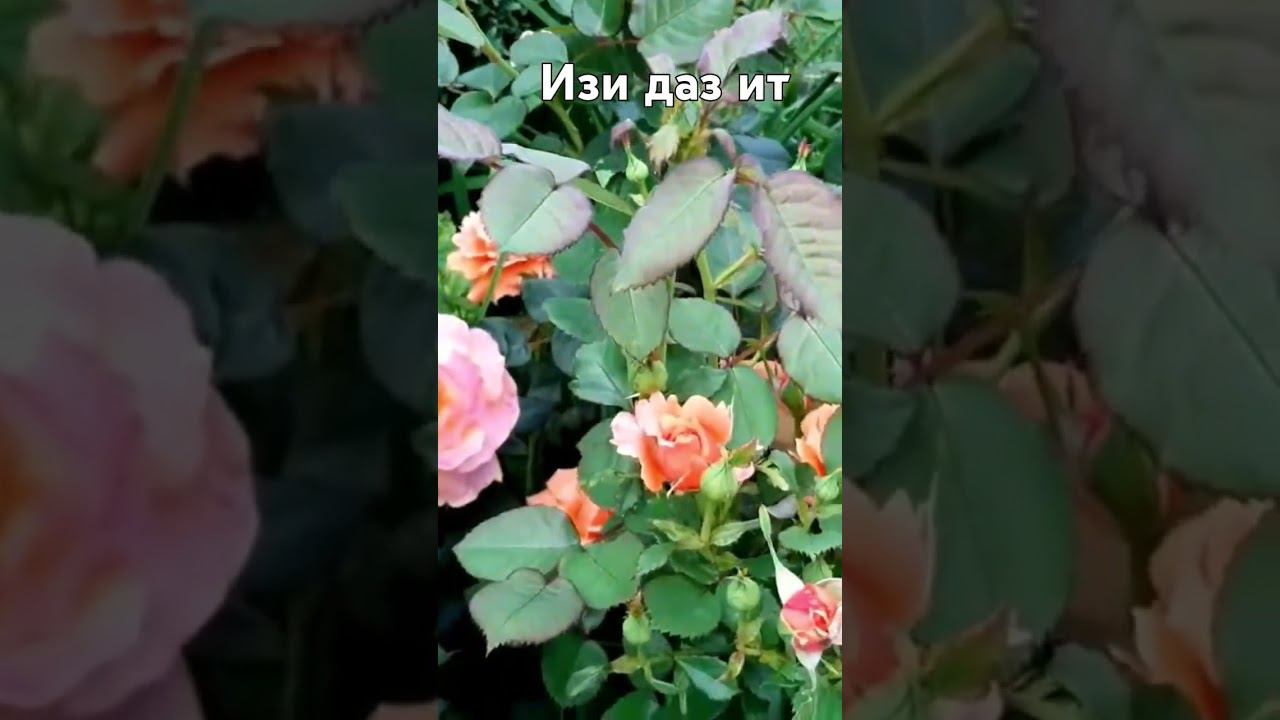 Изи даз ит смотреть онлайн