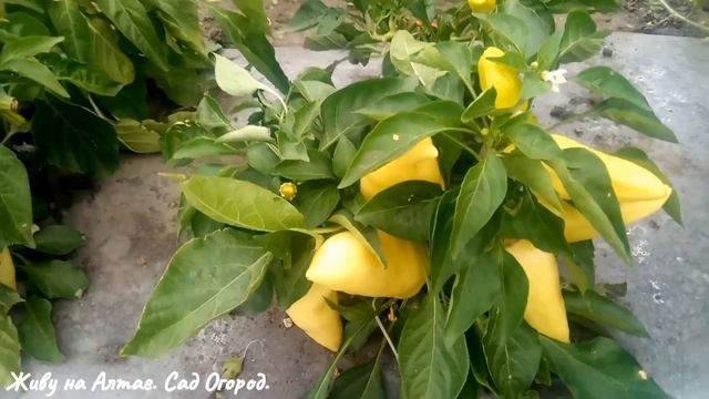 УДИВИЛИ УРОЖАЙНОСТЬЮ ПЕРЦЫ НА ПЛЁНКЕ смотреть онлайн