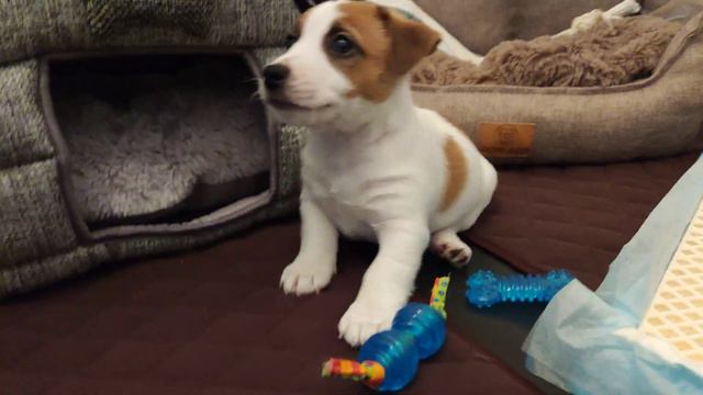 Сбылась мечта дочки. У нас появился питомец Джек Рассел - Риччи Рейнджер Премьер. смотреть онлайн