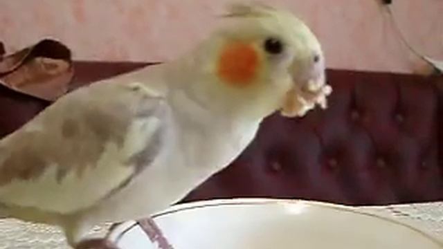 Самка кореллы кушает пшеничную кашу смотреть онлайн