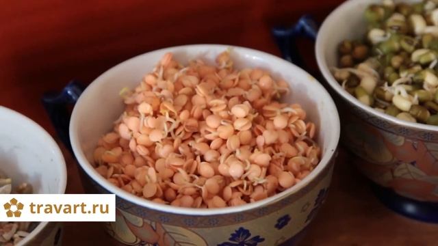 Проращивание. Подсолнух, чечевица, маш, нут. смотреть онлайн