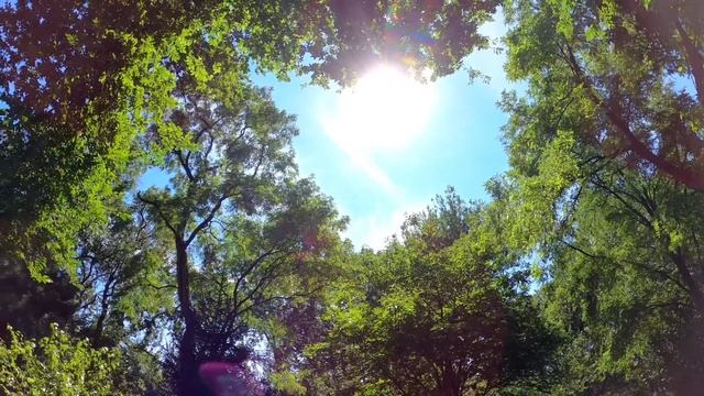 Пение птиц в лесу. Звуки природы. Relaxing music. смотреть онлайн