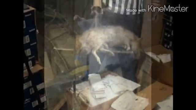 Неизвестные Животные Планеты Земля 163 - Гигантские Крысы смотреть онлайн