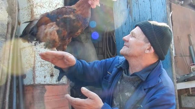 Ручная курочка целуется!!! смотреть онлайн