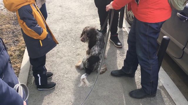 ВЛОГ Бурная реакция собаки ЭТО ПЛОХО ИЛИ УЖАСНО смотреть онлайн