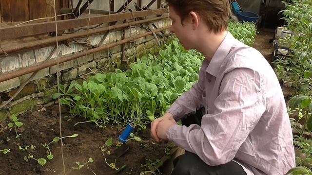 Готовая рассада ранней капусты и её реализация смотреть онлайн
