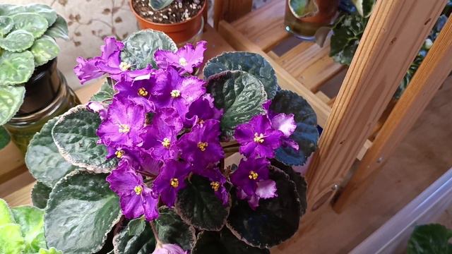 Фиалки. Майское цветение