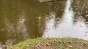 Рыбалка в мутной воде.Загубили форель