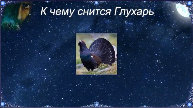 К чему снится Глухарь (Сонник) смотреть онлайн