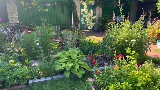 Заглянем в гостиную. Обзор клумб месяц спустя. Вторая жизнь горшков. Много цветов. смотреть онлайн