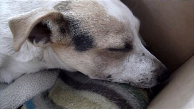 My Dogs (Jack Russell and Beagle/Jack Russell mix) смотреть онлайн