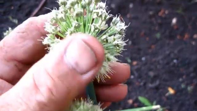 Цветёт АПРЕЛЬСКИЙ ЛУК смотреть онлайн