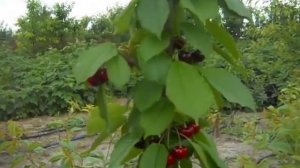 Колонновидная черешня