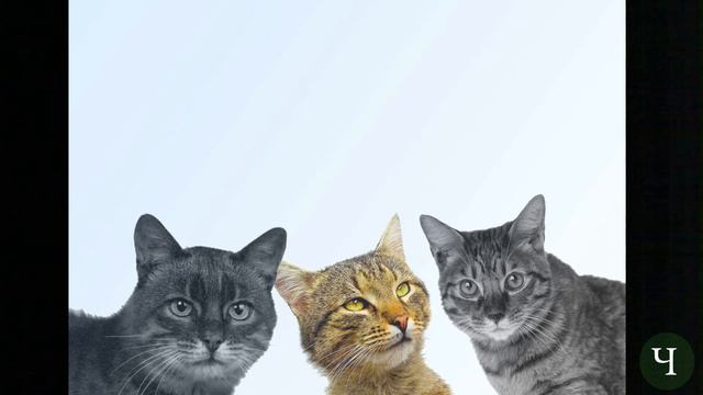 Как женщине заинтересовать мужчину смотреть онлайн