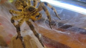 Тарантул южнорусский умывается.