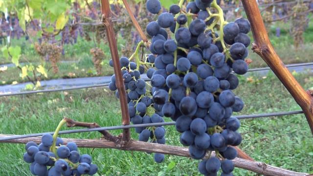 Виноград Галант смотреть онлайн