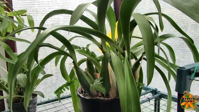 Brassia verrucosa 'Sea Breeze' - FIVE Spikes Starting смотреть онлайн