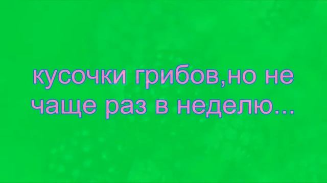 уход за черепашкой смотреть онлайн