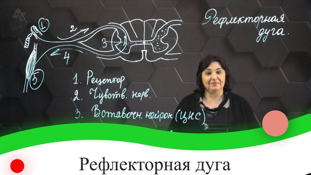 Рефлекторная дуга. 7 класс. смотреть онлайн