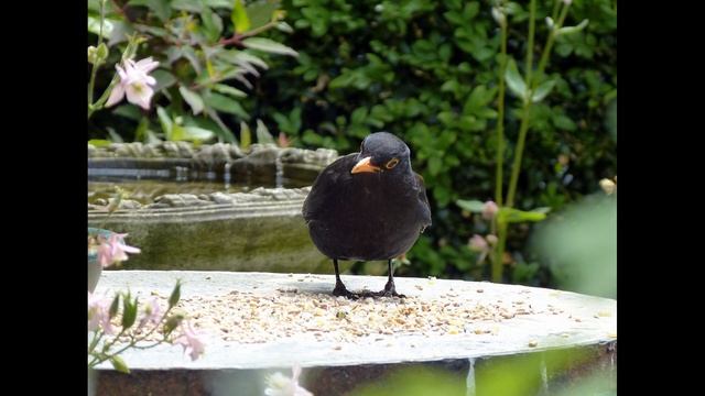 Blackbird in pictures - Panasonic Lumix DMC-FZ 150 смотреть онлайн