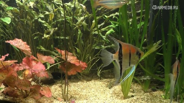 Главные оборотни среди знаков Зодиака смотреть онлайн